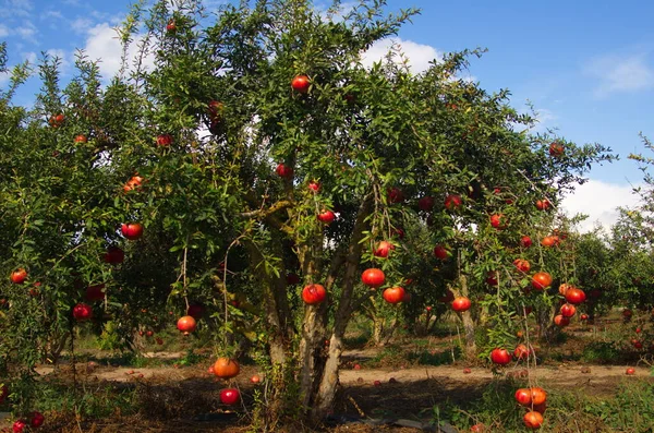 Garden with pomegranate trees. Rich harvest, large fruits, ripe pomegranates. Kibbutz moshav in Israel. Plantations with beautiful low trees. Red ripe pomegranates on a branch - ready to turn into juice.