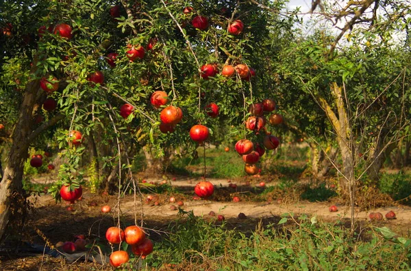 ザクロの木の庭 豊かな収穫 大きな果物 熟したザクロ イスラエルのキブツ モシャフ 美しい低木の植え付け 赤熟したザクロの枝 ジュースに変わる準備ができて — ストック写真