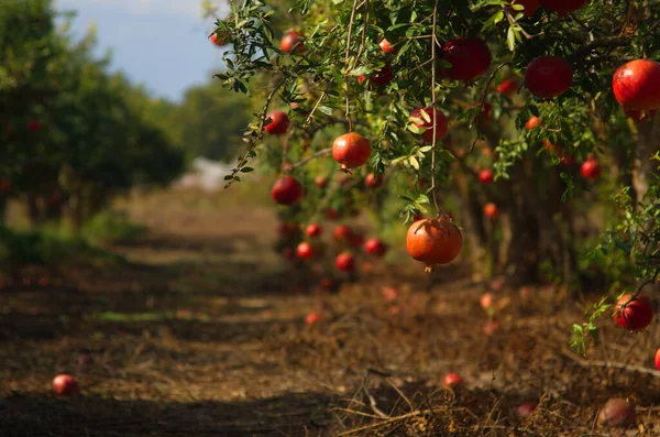 Jardín Con Granados Cosecha Rica Frutas Grandes Granadas Maduras Kibbutz —  Fotos de Stock