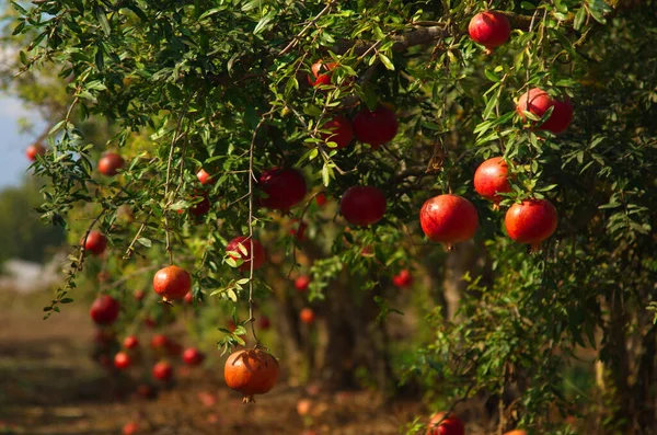Garden Pomegranate Trees Rich Harvest Large Fruits Ripe Pomegranates Kibbutz — Stock Photo, Image