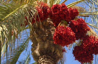 Güzel hurmalar, çöl ve deniz manzarası. Tarım, İsrail 'de kibutz. Hasat konsepti, hurma palmiyesi. Hurma ağacının meyveleri (Phoenix Dactylifera),.