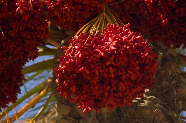 Güzel hurmalar, çöl ve deniz manzarası. Tarım, İsrail 'de kibutz. Hasat konsepti, hurma palmiyesi. Hurma ağacının meyveleri (Phoenix Dactylifera),.