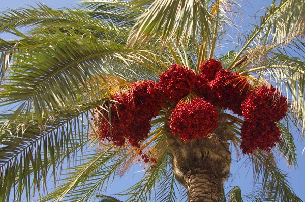 Beautiful date palms, decoration of the desert and the sea coast. Agriculture, kibbutz in Israel. Harvest concept, date palm. Raw fruits of date palm (Phoenix dactylifera) growing on a tree.