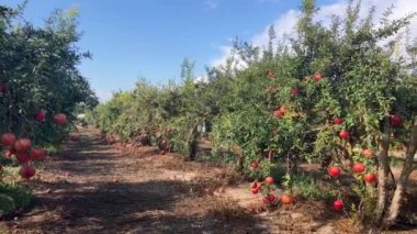 Büyük olgun narlar bir dala asılı. Ağaçta bir sürü meyve var. Sonbahar hasadı. Lezzetli meyve suyu için nar. Mesaj için yer var. Bahçedeki ağaçta kruvasan meyvesi. Nar bitkisi.
