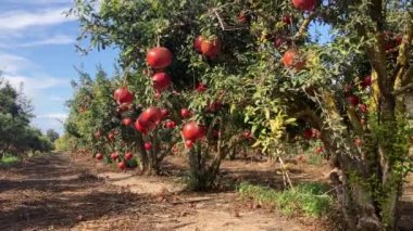 Büyük olgun narlar bir dala asılı. Ağaçta bir sürü meyve var. Sonbahar hasadı. Lezzetli meyve suyu için nar. Mesaj için yer var. Bahçedeki ağaçta kruvasan meyvesi. Nar bitkisi.