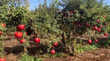 Büyük olgun narlar bir dala asılı. Ağaçta bir sürü meyve var. Sonbahar hasadı. Lezzetli meyve suyu için nar. Mesaj için yer var. Bahçedeki ağaçta kruvasan meyvesi. Nar bitkisi.