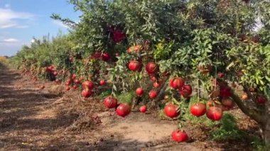 Büyük olgun narlar bir dala asılı. Ağaçta bir sürü meyve var. Sonbahar hasadı. Lezzetli meyve suyu için nar. Mesaj için yer var. Bahçedeki ağaçta kruvasan meyvesi. Nar bitkisi.
