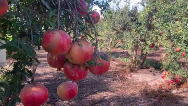 Stora Mogna Granatäpplen Hänger Gren Massor Frukt Trädet Höstskörd Granatäpplen — Stockvideo