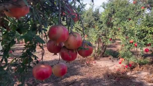 Große Reife Granatäpfel Hängen Einem Zweig Viele Früchte Baum Herbsternte — Stockvideo