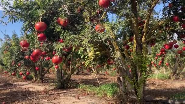 Large Ripe Pomegranates Hang Branch Lots Fruits Tree Autumn Harvest — Stock Video