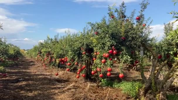 Grandes Romãs Maduras Penduram Ramo Muita Fruta Árvore Colheita Outono — Vídeo de Stock
