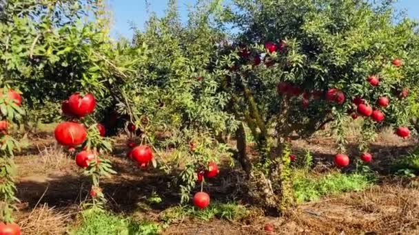 Grandes Granadas Maduras Cuelgan Una Rama Hay Muchas Frutas Árbol — Vídeos de Stock