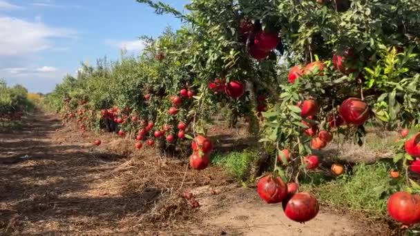 Büyük Olgun Narlar Bir Dala Asılı Ağaçta Bir Sürü Meyve — Stok video
