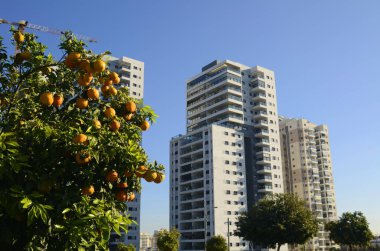 Mavi gökyüzünün altındaki modern yüksek binalar. Portakal meyveli ağaç, ön planda hurma. İnşaat vinci. Konsept: yaşamak için güzel bir yer, bir emlak acentesi, yatırım. Boşluğu kopyala