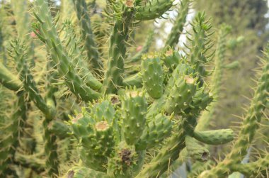 Eve 'in İğne Kaktüsü - Austrosillindropuntia subulata. Kapatın. İsrail çölündeki bitkiler