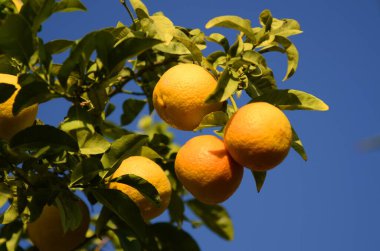 Olgun mandallarla dolu bir dal. İsrail 'de kış, hasat mevsimi. Mavi gökyüzüne karşı Mandarin yakın çekim