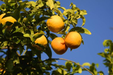 Olgun mandallarla dolu bir dal. İsrail 'de kış, hasat mevsimi. Mavi gökyüzüne karşı Mandarin yakın çekim