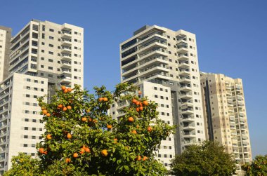 Konforlu bir yerleşim yeri. Yüksek katlı, modern apartmanlar. İnşaat vinci. Evin yanındaki turuncu bahçe. Konsept: emlak yatırımı, ev satın alma, kredi, ipotek.