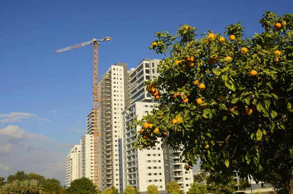 Cozy residential area. High-rise modern apartment buildings. Construction crane. Orange garden near the house. Concept: real estate investment, home purchase, loan, mortgage.