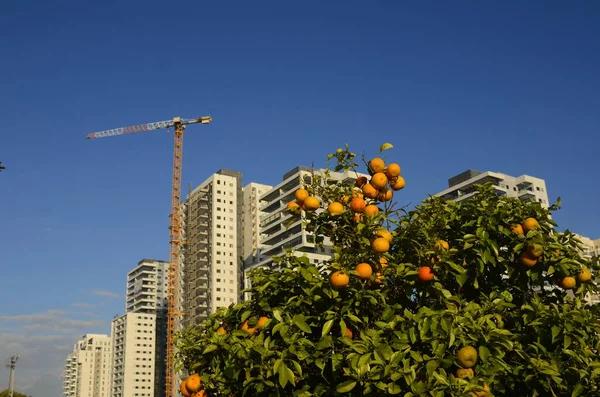 Cozy residential area. High-rise modern apartment buildings. Construction crane. Orange garden near the house. Concept: real estate investment, home purchase, loan, mortgage.