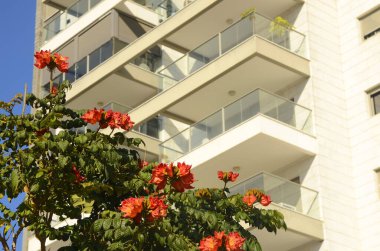 Güzel bir ev. Apartman dairesi. Pencerelerin altında çiçek açan Afrika lale ağacı. Yeni bir bölgedeki modern evlerin beyaz cephesi. Mesaj için yer var. Satın alma, kredi, ipotek, kiralık konut.