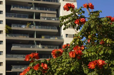 Yüksek katlı bir apartmanda rahat, beyaz bir balkon. Evin yakınında çiçek açan Afrika lale ağacı. Şehir bahçesi, halk bahçesi. Daire kirası, daire alımı, emlakçı, yatırım, ipotek.