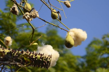 Ceiba pentandra. ceiba Specosa ağacında beyaz pamuk topları. Dikenli bir ağacın dalında pamuk meyveleri. Can yelekleri için lifler, döşenmiş mobilyalar.