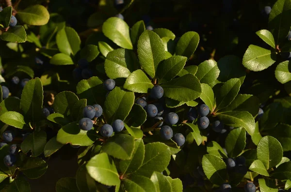 Prunus spinosa. Acid ripe sloe berries. The fruits of blackthorn close up