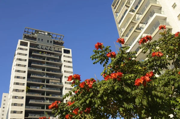 Beautiful Residential Building Apartment House Blooming African Tulip Tree Windows — Zdjęcie stockowe