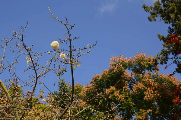 Ceiba pentandra. ceiba Specosa ağacında beyaz pamuk topları. Dikenli bir ağacın dalında pamuk meyveleri. Can yelekleri için lifler, döşenmiş mobilyalar.