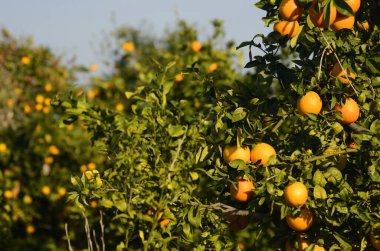 Meyve bahçesi. Portakal ağaçları koruluğu. Citrus çiftliği. Mavi gökyüzü ve zengin bir portakal hasadı. Meyveli düşük yetişen ağaçlar. Turuncu meyveli şube - yakın plan
