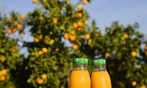 Fresh orange juice in no label clear plastic bottle with a green cap   against the backdrop of a garden with orange trees. Citrus juice on an orange plantation. Concept: no preservatives, freshly sque