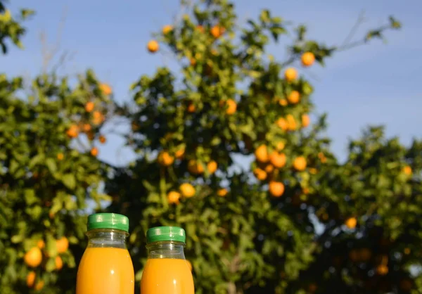 Fresh orange juice in no label clear plastic bottle with a green cap   against the backdrop of a garden with orange trees. Citrus juice on an orange plantation. Concept: no preservatives, freshly sque