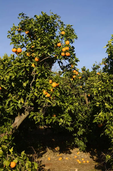 Orchard. Grove of orange trees. Citrus plantation. Blue skies and a rich harvest of oranges. Low growing trees with fruits. Branch with orange fruits - close-up