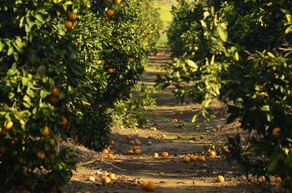 Orchard. Grove of orange trees. Citrus plantation. Blue skies and a rich harvest of oranges. Low growing trees with fruits. Branch with orange fruits - close-up