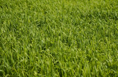 Green meadow, young fresh grass close up