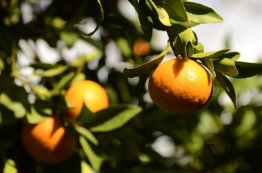 A branch with a ripe tangerine. Citrus orchard. Focus on one tangerine, trees with fruits in the background. farm plantation