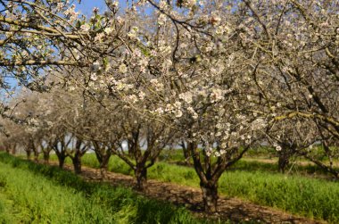 Almond trees in bloom. Large garden with flowering trees. Farming - almond production. fresh pink flowers on the branch of fruit tree