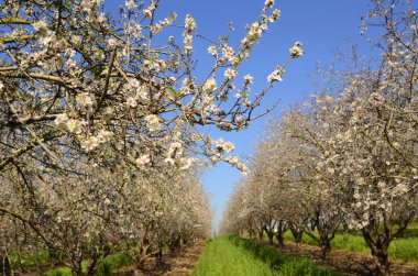 Almond trees in bloom. Large garden with flowering trees. Farming - almond production. fresh pink flowers on the branch of fruit tree