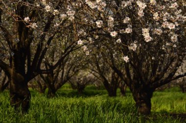 Almond trees in bloom. Large garden with flowering trees. Farming - almond production. fresh pink flowers on the branch of fruit tree