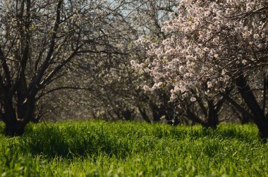 Almond trees in bloom. Large garden with flowering trees. Farming - almond production. fresh pink flowers on the branch of fruit tree