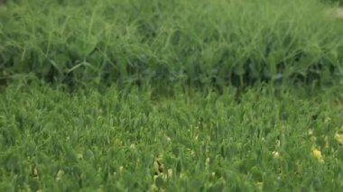 Microgreens growing background with microgreen sprouts. Small business, hands piking up organic herbs. A microgreen is a young vegetable green. A microgreen or Sprouts are raw living sprout vegetables germinated from high quality organic plant seeds.