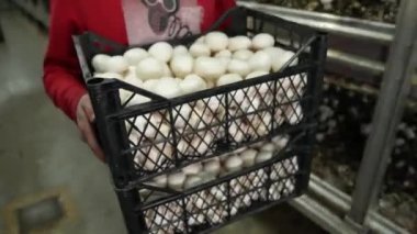 Mantar çiftliği, beyaz şampiyon kutularının hasat ile endüstriyel yetiştirilmesi. Mantarlar taşınmaya ve satışa hazır.