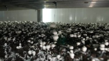 Mantar çiftliğinde büyüyen şampiyonlar. Mantar üretim endüstrisi. Beyaz mantarların büyük miktarlarda modern endüstriyel yetiştirilmesi. Beyaz şampiyon mantar hasadı.