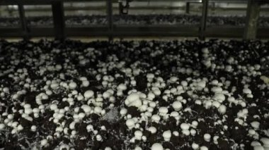 Mantar çiftliğinde büyüyen şampiyonlar. Mantar üretim endüstrisi. Beyaz mantarların büyük miktarlarda modern endüstriyel yetiştirilmesi. Beyaz şampiyon mantar hasadı.