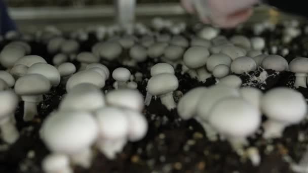 장갑을 버섯을 냅니다 폴리논 공업적으로 재배하는 — 비디오