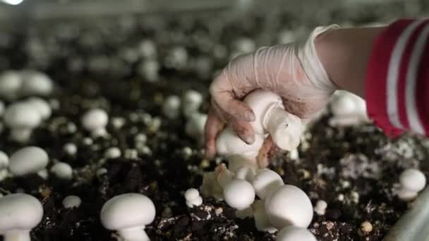 Mãos Femininas Luvas Cuidadosamente Escolhem Cogumelos Fazenda Cogumelos Cultivo Industrial — Vídeo de Stock