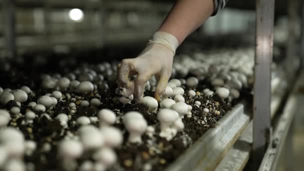 Mãos Femininas Luvas Cuidadosamente Escolhem Cogumelos Fazenda Cogumelos Cultivo Industrial — Vídeo de Stock