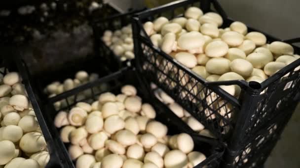 蘑菇农场 工业栽培白色香菇盒与收获 供运输和销售的蘑菇 — 图库视频影像
