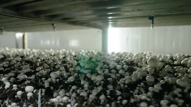 Champiñones Creciendo Una Granja Hongos Industria Producción Hongos Cultivo Industrial — Vídeo de stock